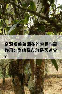 高温喝熟普洱茶的禁忌与副作用：影响及存放是否适宜？