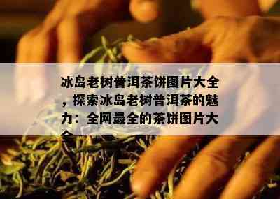 冰岛老树普洱茶饼图片大全，探索冰岛老树普洱茶的魅力：全网最全的茶饼图片大全