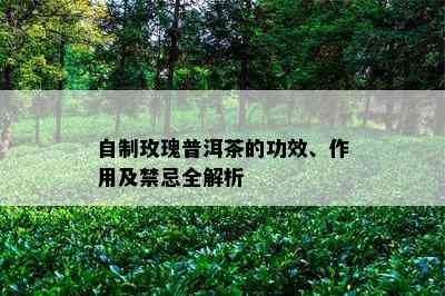 自制玫瑰普洱茶的功效、作用及禁忌全解析