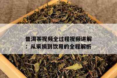 普洱茶视频全过程视频讲解：从采摘到饮用的全程解析