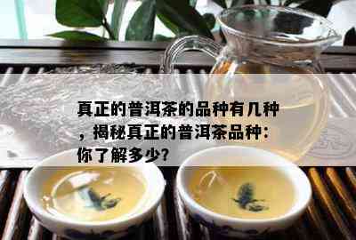 真正的普洱茶的品种有几种，揭秘真正的普洱茶品种：你了解多少？