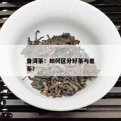 普洱茶：如何区分好茶与差茶？