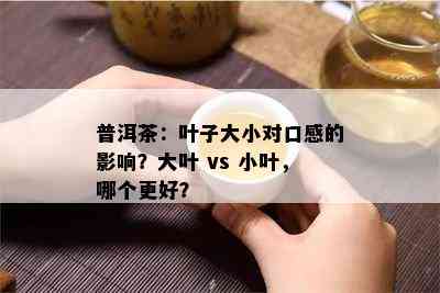 普洱茶：叶子大小对口感的影响？大叶 vs 小叶，哪个更好？