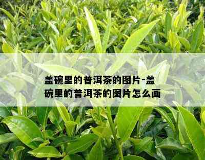 盖碗里的普洱茶的图片-盖碗里的普洱茶的图片怎么画