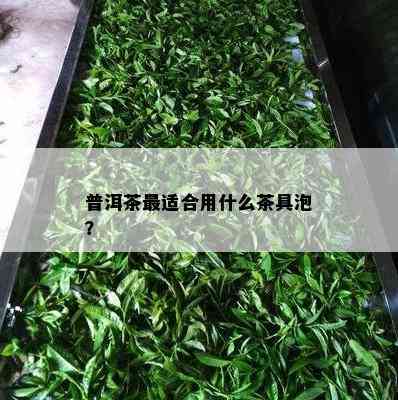 普洱茶最适合用什么茶具泡？