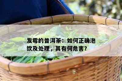 发霉的普洱茶：如何正确泡饮及处理，其有何危害？