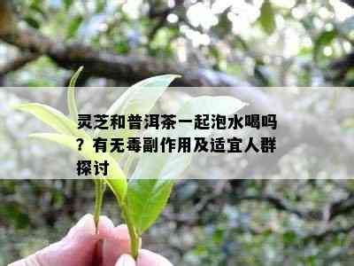 灵芝和普洱茶一起泡水喝吗？有无副作用及适宜人群探讨