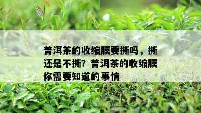 普洱茶的收缩膜要撕吗，撕还是不撕？普洱茶的收缩膜你需要知道的事情