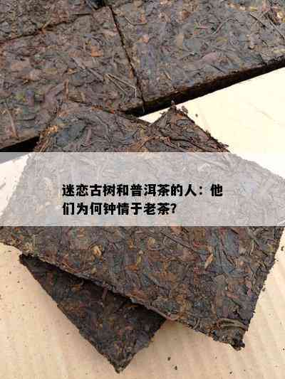 迷恋古树和普洱茶的人：他们为何钟情于老茶？