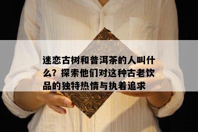 迷恋古树和普洱茶的人叫什么？探索他们对这种古老饮品的独特热情与执着追求