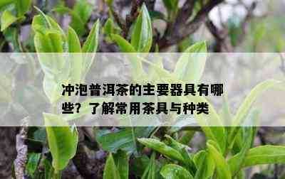 冲泡普洱茶的主要器具有哪些？了解常用茶具与种类