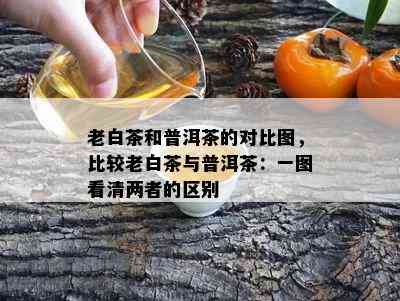 老白茶和普洱茶的对比图，比较老白茶与普洱茶：一图看清两者的区别