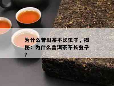 为什么普洱茶不长虫子，揭秘：为什么普洱茶不长虫子？