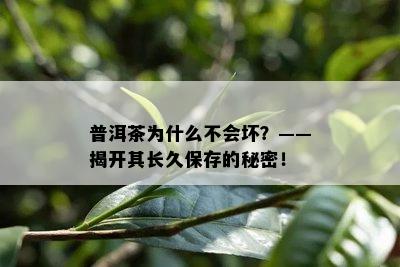 普洱茶为什么不会坏？——揭开其长久保存的秘密！