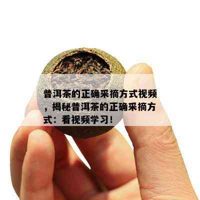 普洱茶的正确采摘方式视频，揭秘普洱茶的正确采摘方式：看视频学习！