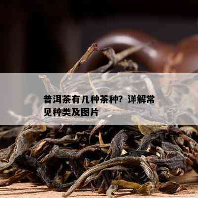 普洱茶有几种茶种？详解常见种类及图片