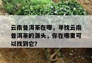 云南普洱茶在哪，寻找云南普洱茶的源头，你在哪里可以找到它？