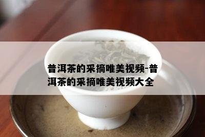 普洱茶的采摘唯美视频-普洱茶的采摘唯美视频大全