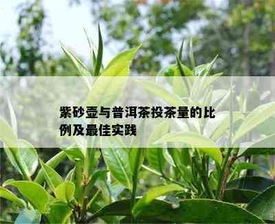 紫砂壶与普洱茶投茶量的比例及更佳实践