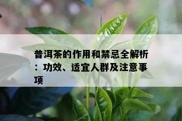 普洱茶的作用和禁忌全解析：功效、适宜人群及注意事项