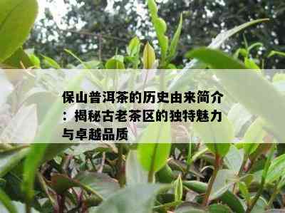 保山普洱茶的历史由来简介：揭秘古老茶区的独特魅力与卓越品质