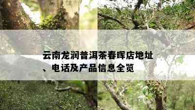 云南龙润普洱茶春晖店地址、电话及产品信息全览