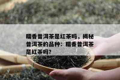 糯香普洱茶是红茶吗，揭秘普洱茶的品种：糯香普洱茶是红茶吗？