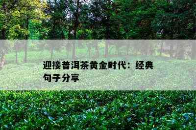 迎接普洱茶黄金时代：经典句子分享