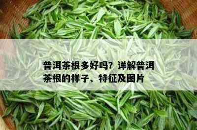 普洱茶根多好吗？详解普洱茶根的样子、特征及图片