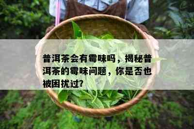 普洱茶会有霉味吗，揭秘普洱茶的霉味问题，你是否也被困扰过？