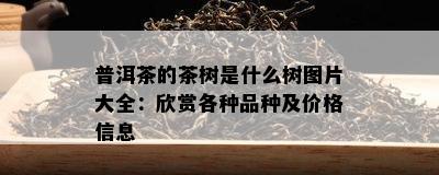 普洱茶的茶树是什么树图片大全：欣赏各种品种及价格信息