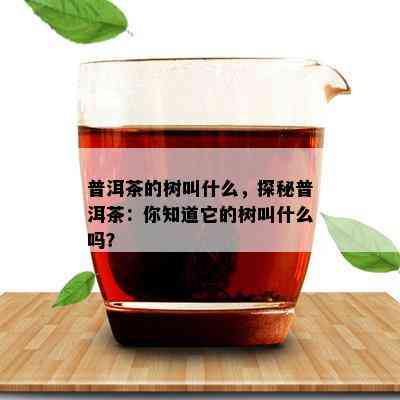 普洱茶的树叫什么，探秘普洱茶：你知道它的树叫什么吗？