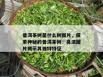 普洱茶树是什么树图片，探索神秘的普洱茶树：高清图片揭示其独特特征