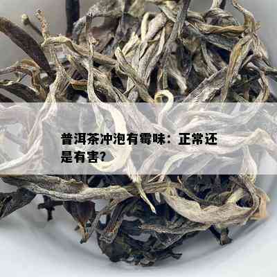 普洱茶冲泡有霉味：正常还是有害？