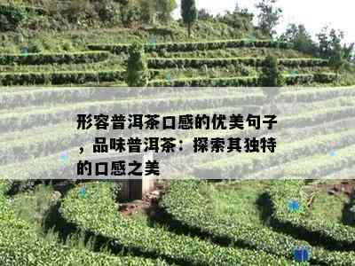 形容普洱茶口感的优美句子，品味普洱茶：探索其独特的口感之美