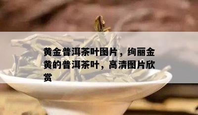 黄金普洱茶叶图片，绚丽金黄的普洱茶叶，高清图片欣赏