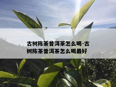 古树陈茶普洱茶怎么喝-古树陈茶普洱茶怎么喝更好