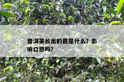 普洱茶长出的菌是什么？影响口感吗？