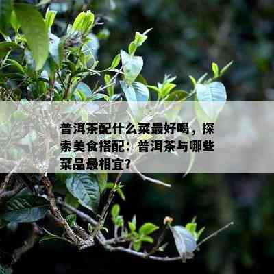 普洱茶配什么菜更好喝，探索美食搭配：普洱茶与哪些菜品最相宜？