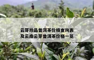 云芽珍品普洱茶价格查询表及云南云芽普洱茶价格一览