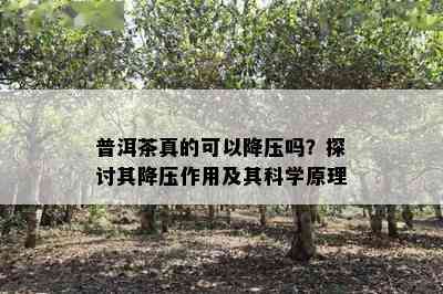 普洱茶真的可以降压吗？探讨其降压作用及其科学原理