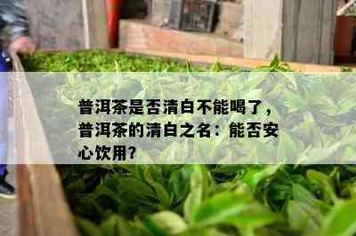 普洱茶是否清白不能喝了，普洱茶的清白之名：能否安心饮用？