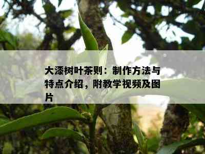 大漆树叶茶则：制作方法与特点介绍，附教学视频及图片