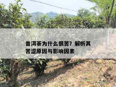 普洱茶为什么很苦？解析其苦涩原因与影响因素