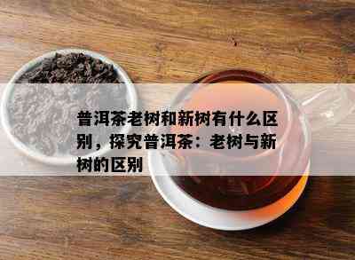 普洱茶老树和新树有什么区别，探究普洱茶：老树与新树的区别