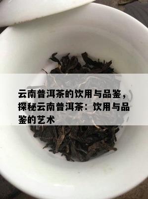 云南普洱茶的饮用与品鉴，探秘云南普洱茶：饮用与品鉴的艺术