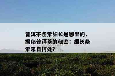 普洱茶条索细长是哪里的，揭秘普洱茶的秘密：细长条索来自何处？