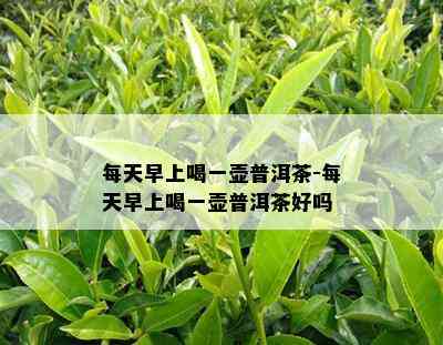 每天早上喝一壶普洱茶-每天早上喝一壶普洱茶好吗