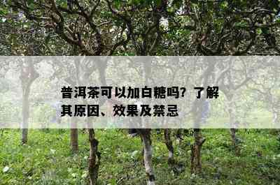 普洱茶可以加白糖吗？了解其原因、效果及禁忌