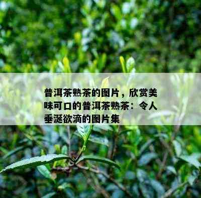 普洱茶熟茶的图片，欣赏美味可口的普洱茶熟茶：令人垂涎欲滴的图片集